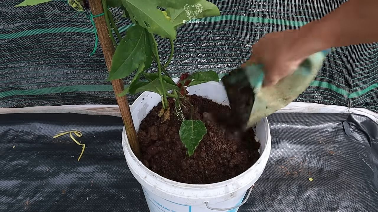 Passionsfrucht im Garten anbauen