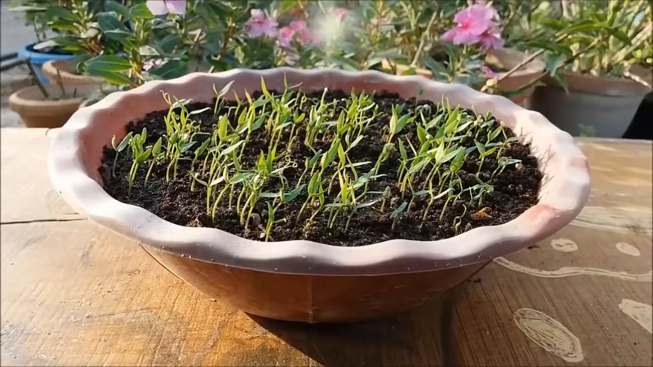 Chilischoten im Garten anbauen