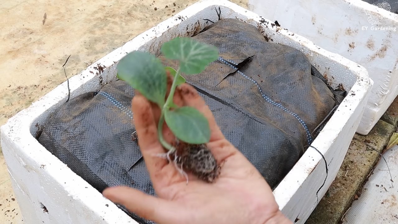 Kürbisgarten anlegen Schritt für Schritt