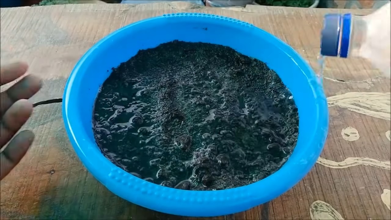 Tulsi im Küchengarten anbauen