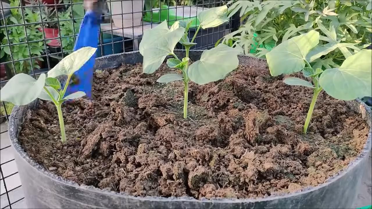 Flaschenkürbis einfach selbst anbauen