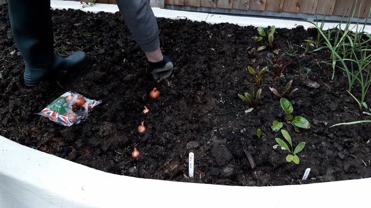 Schalotten anbauen Küche