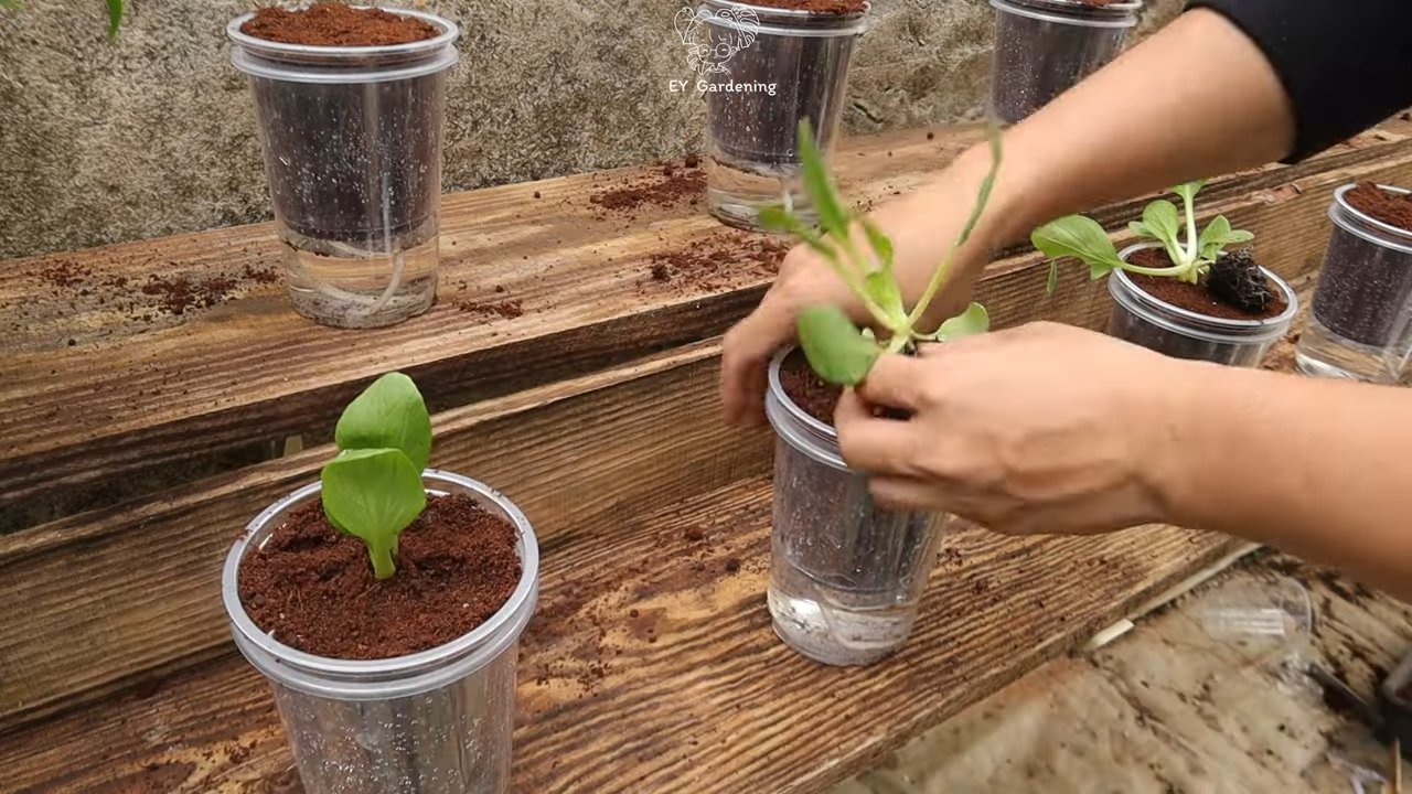Bok Choy Anbau zu Hause