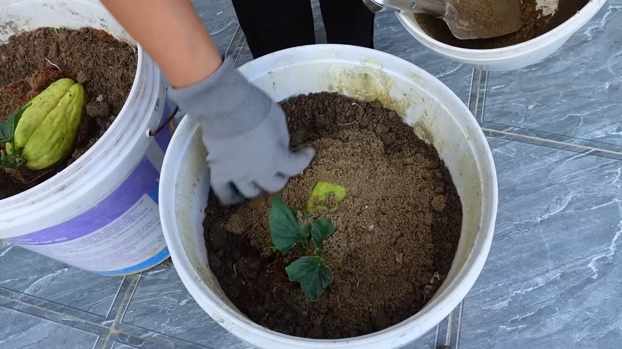 Chayote Anbau im Küchengarten