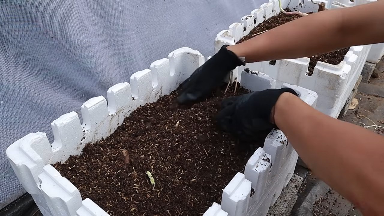 Spargel zu Hause anbauen