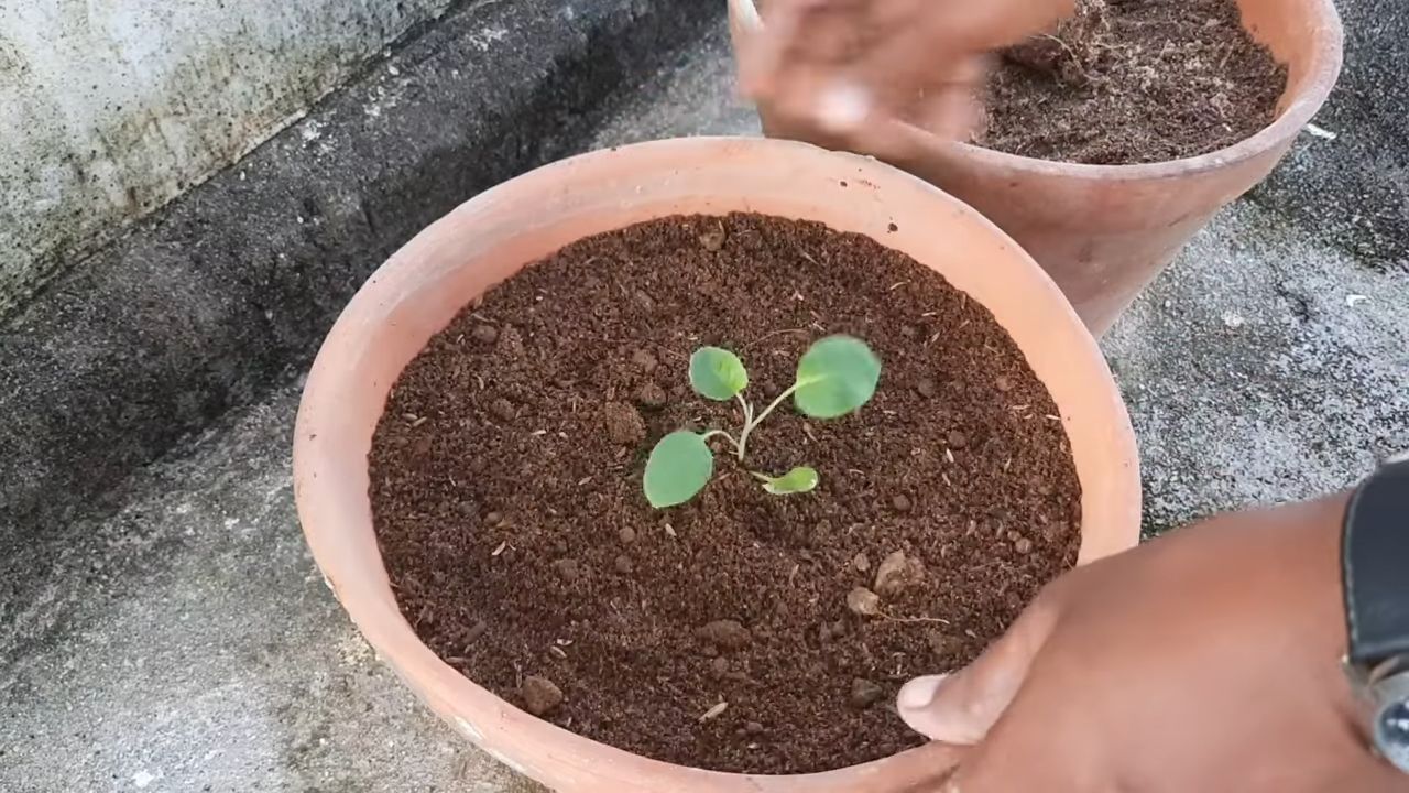 Blumenkohl drinnen anbauen