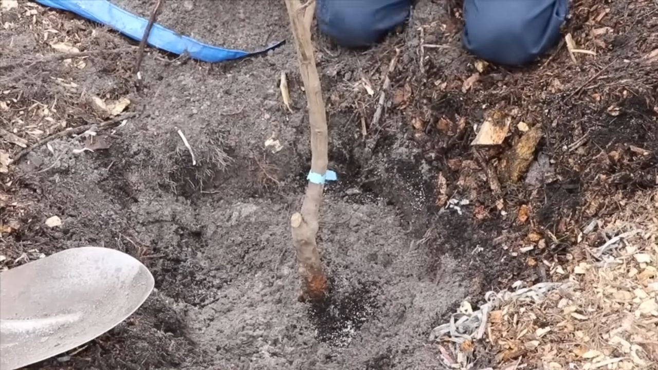Kirschen anbauen Küche