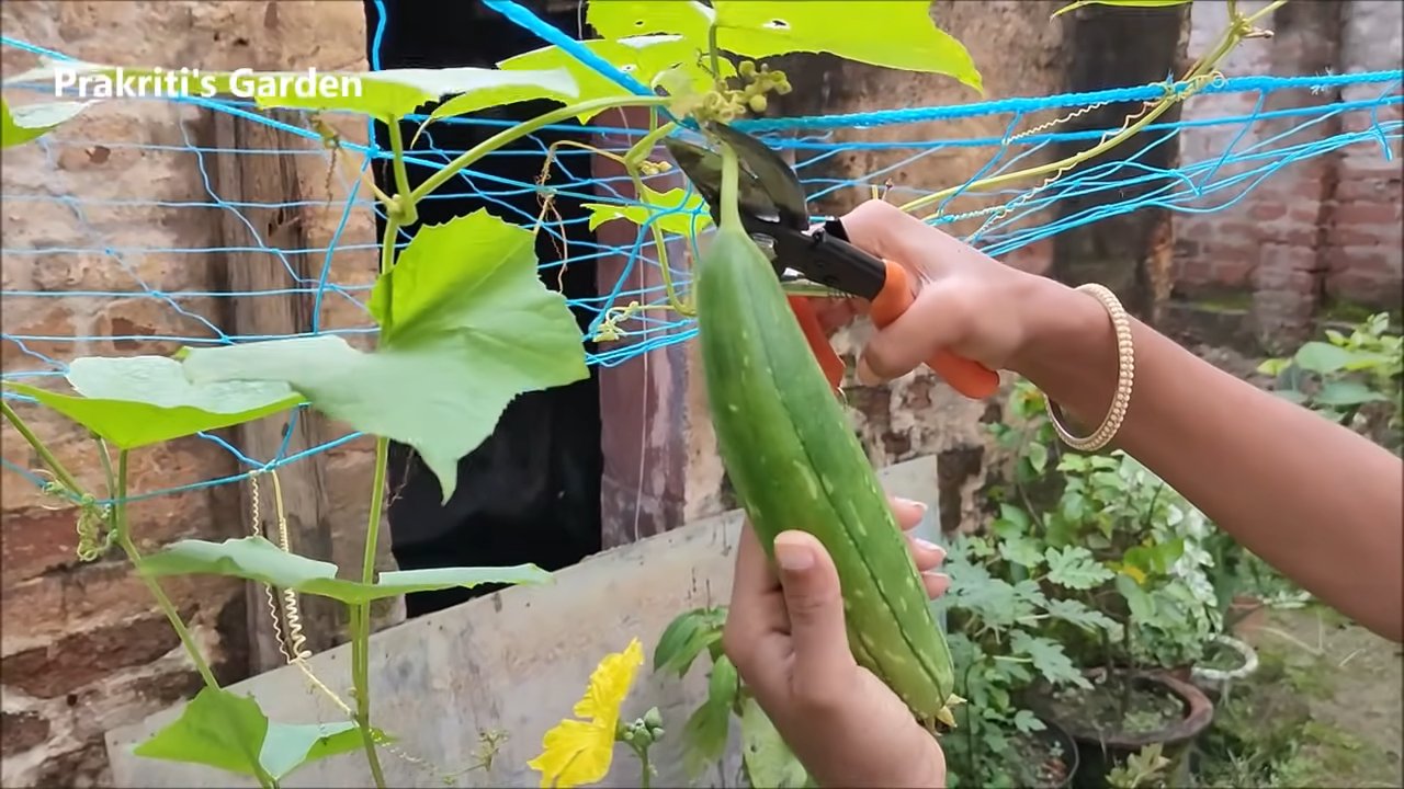 Luffa Gurken selber anbauen