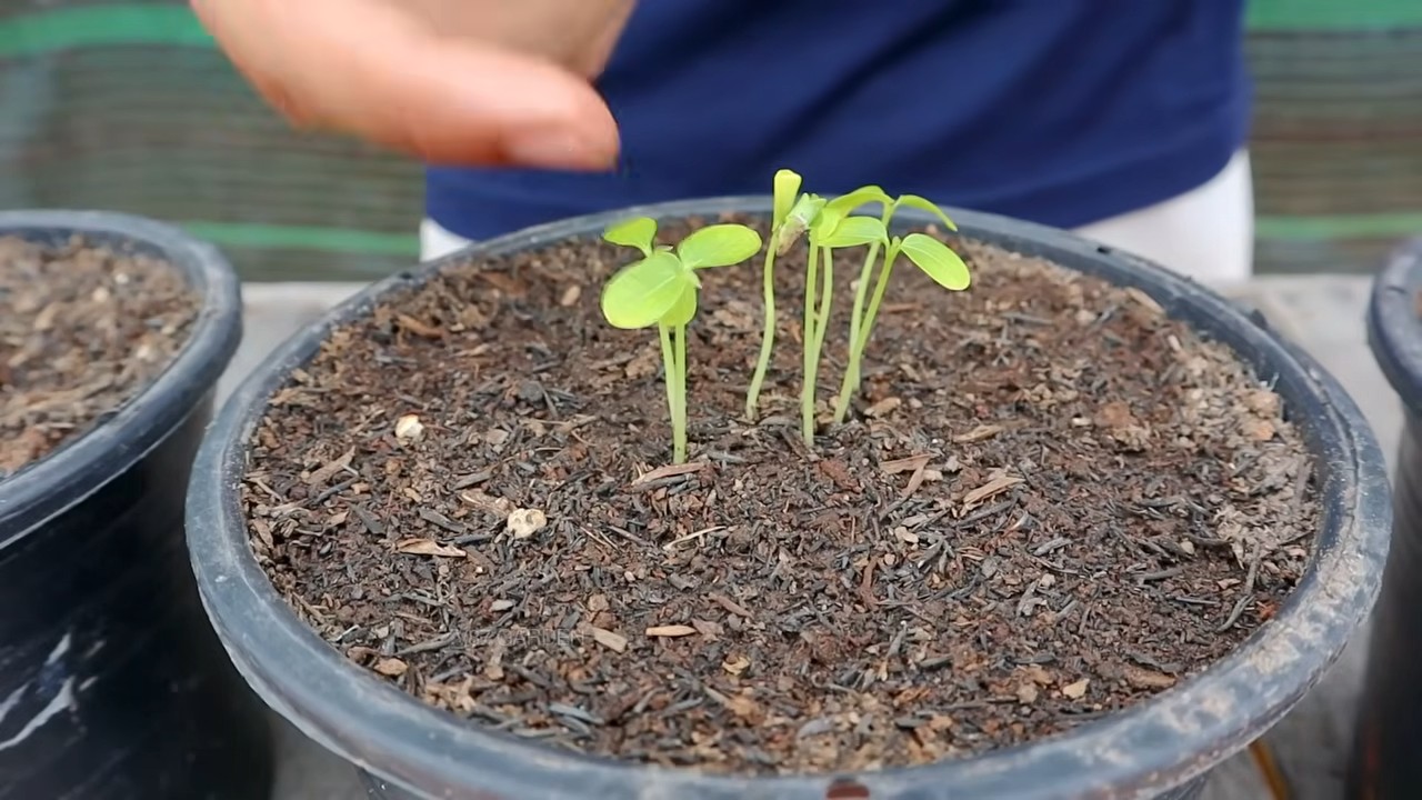 Papaya Anbau im Garten