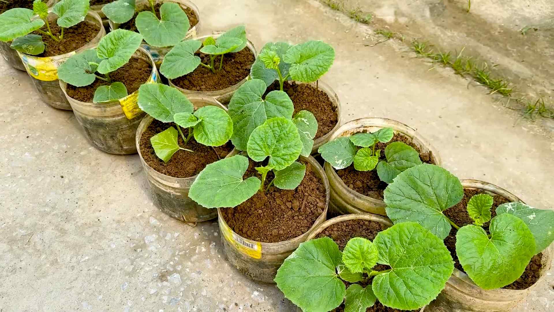 Melone im Garten anbauen