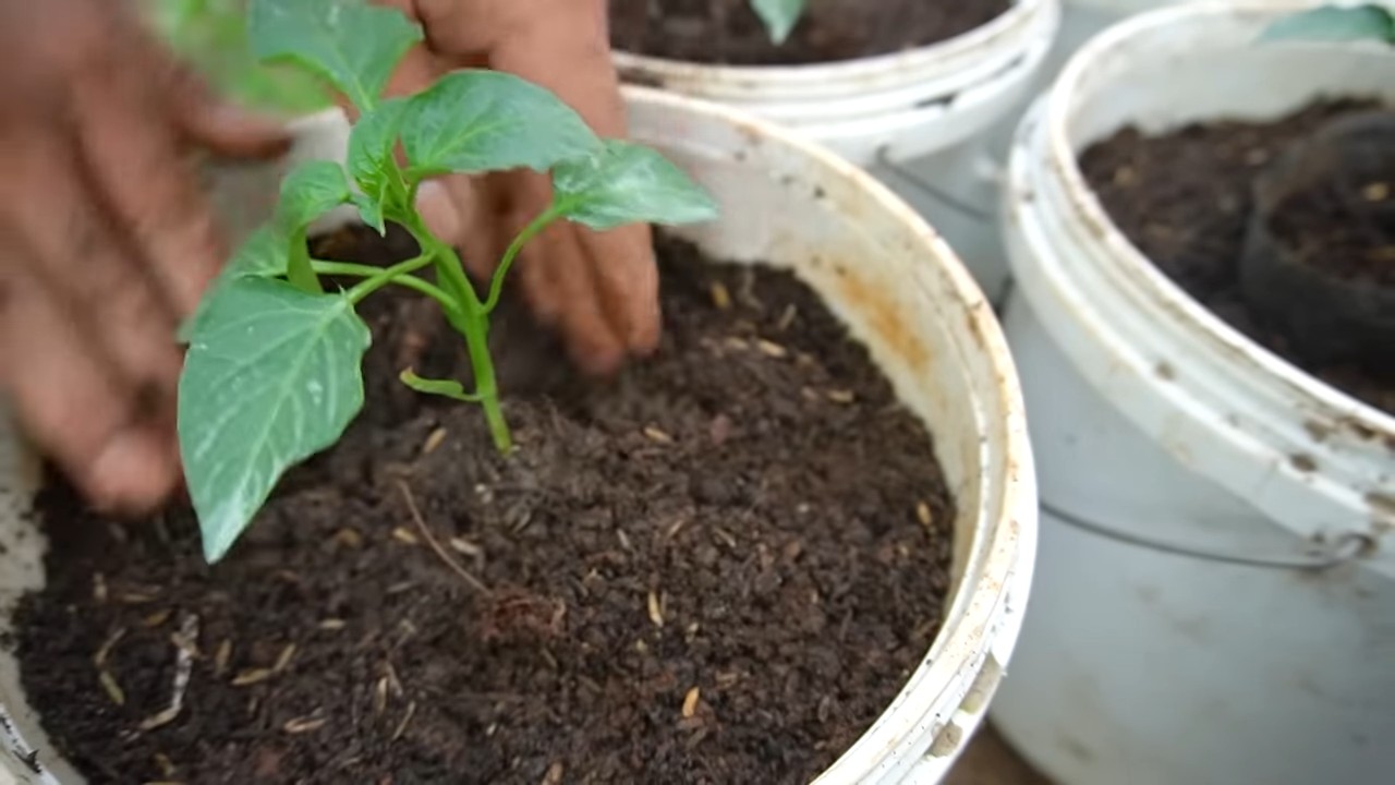 Paprika Anbau im Küchengarten