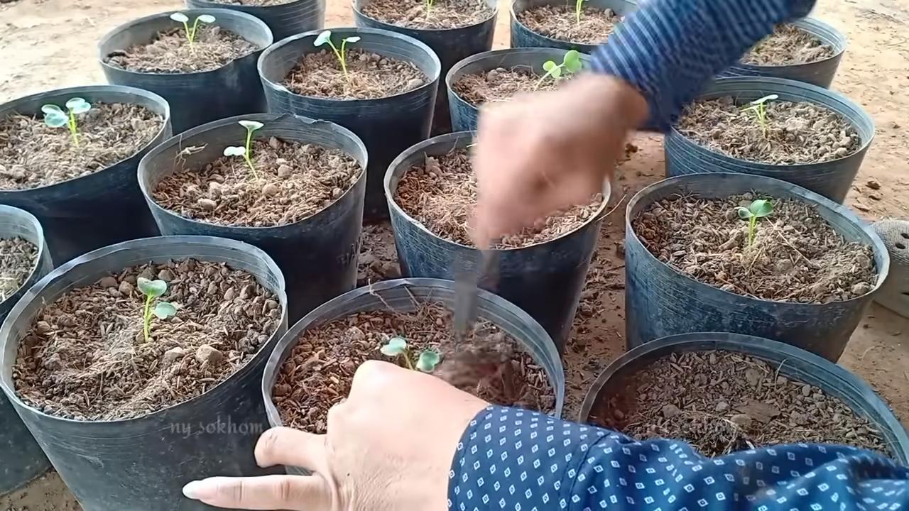 Radieschen anbauen Küche
