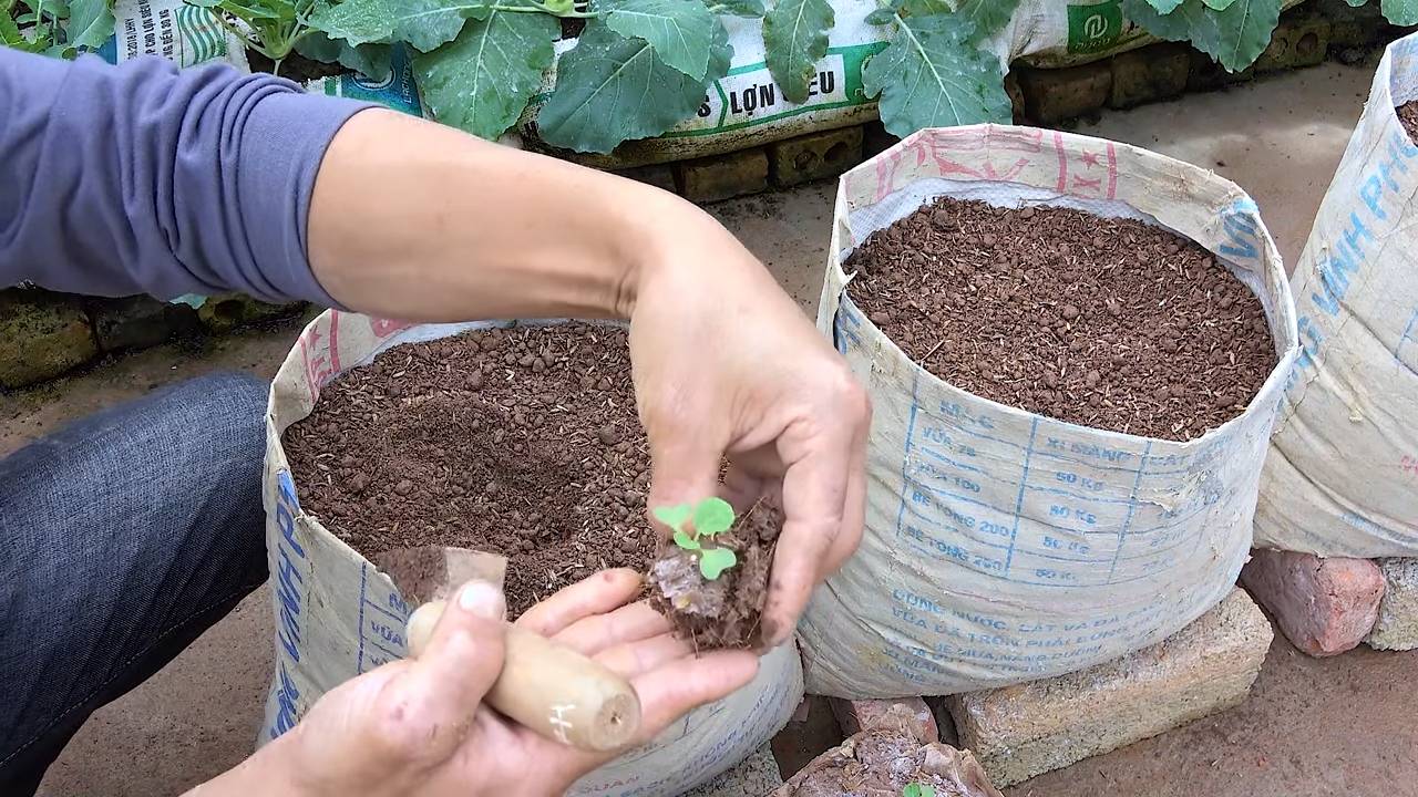 Rosenkohl selber anbauen
