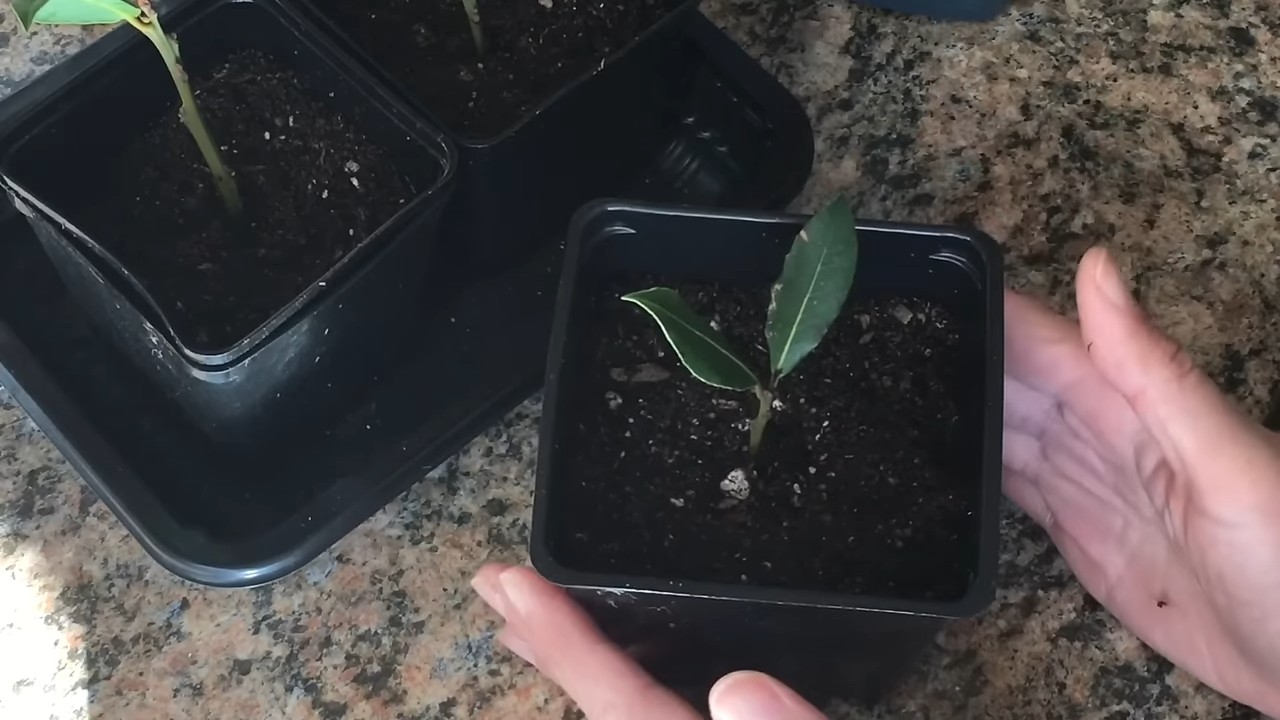 Lorbeerbaum zu Hause ziehen