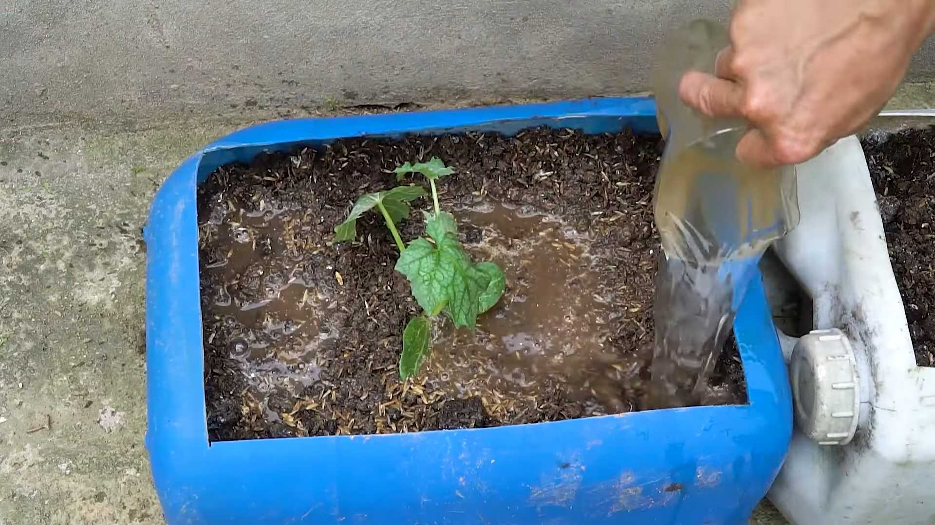 Luffa Anbau im Topf