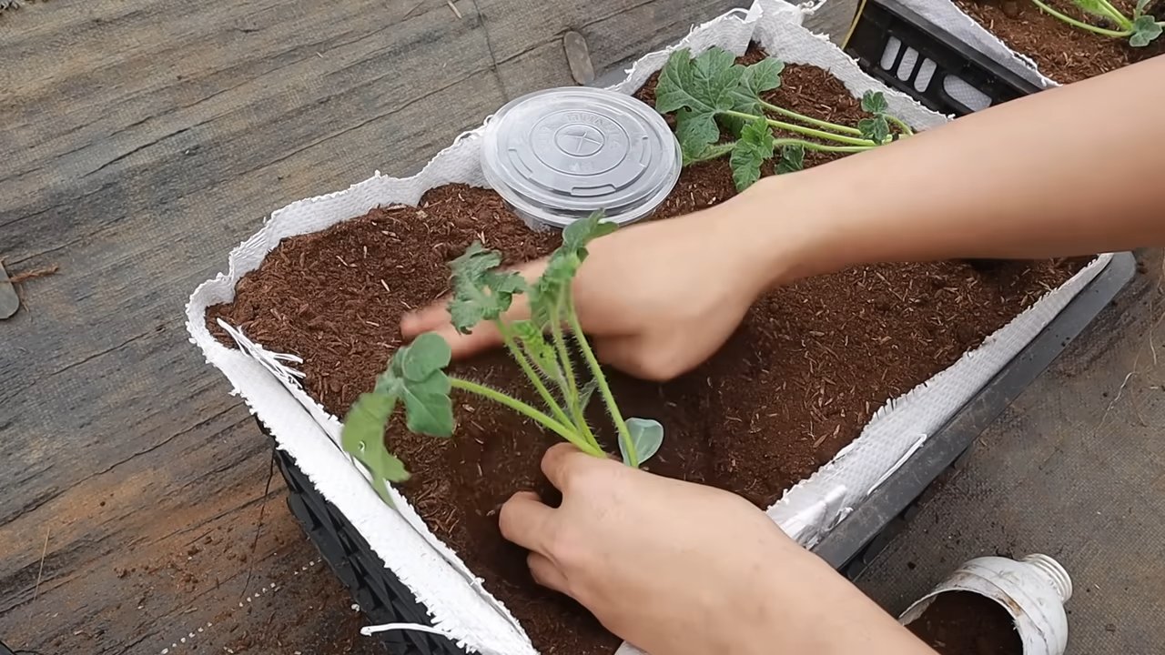 Wassermelone selbst anbauen