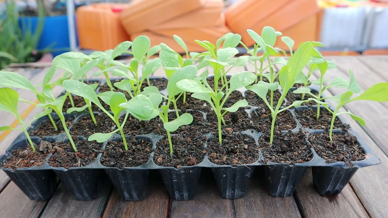 Bok Choy Anbau Indoor
