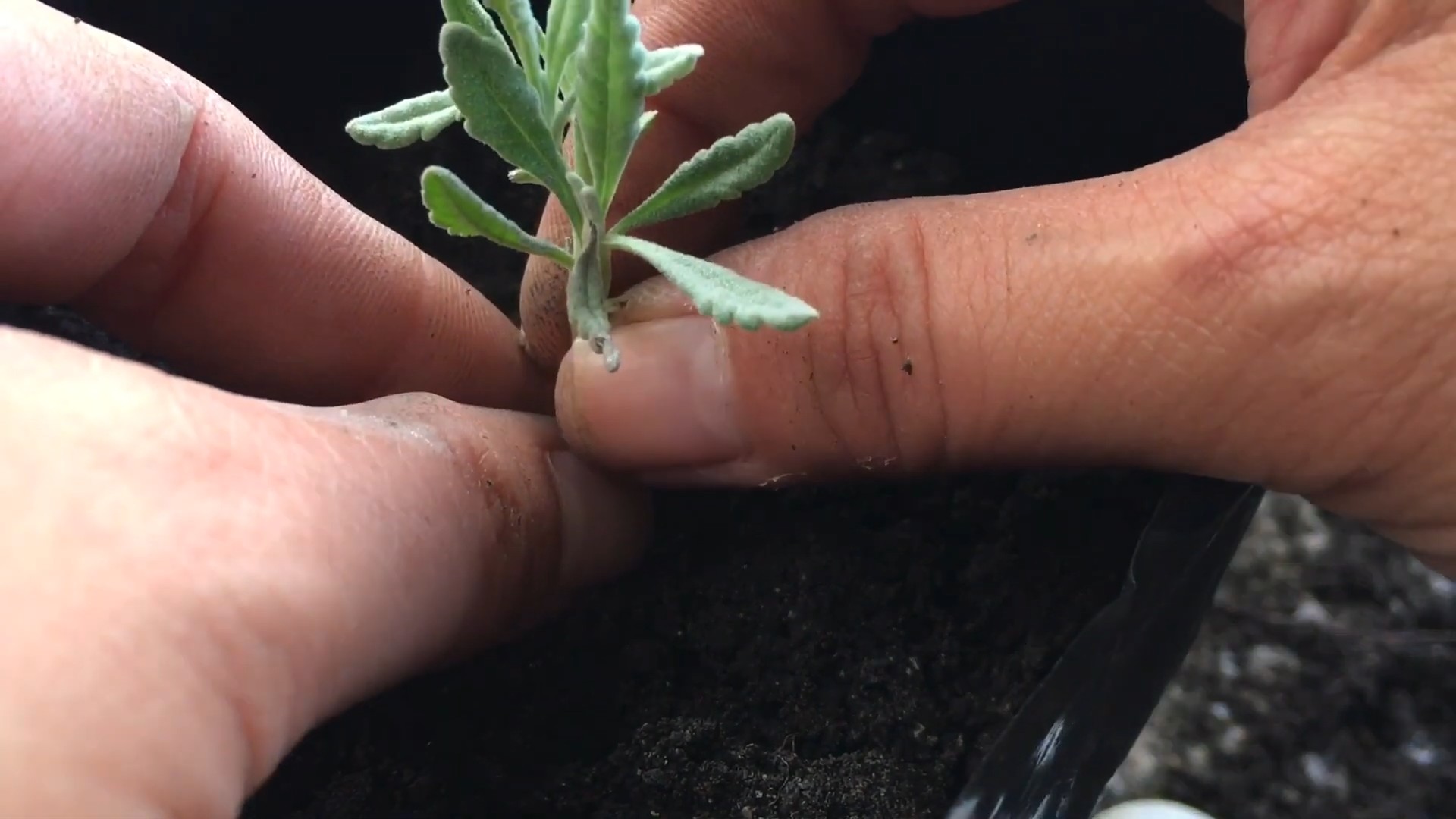 Lavendel im Küchengarten anbauen