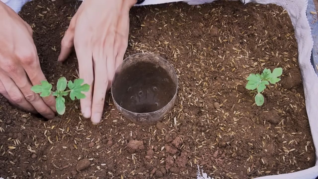 Wassermelone Hängematte selber bauen