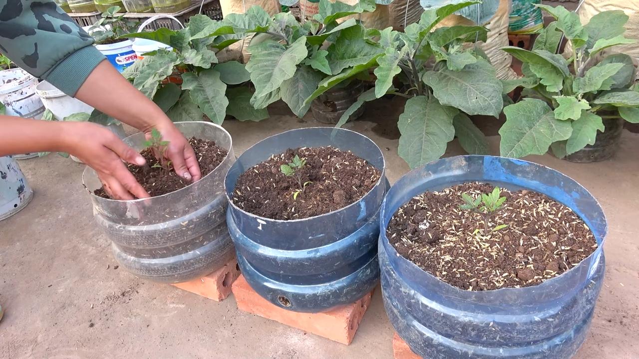 Kirschtomaten anbauen einfach