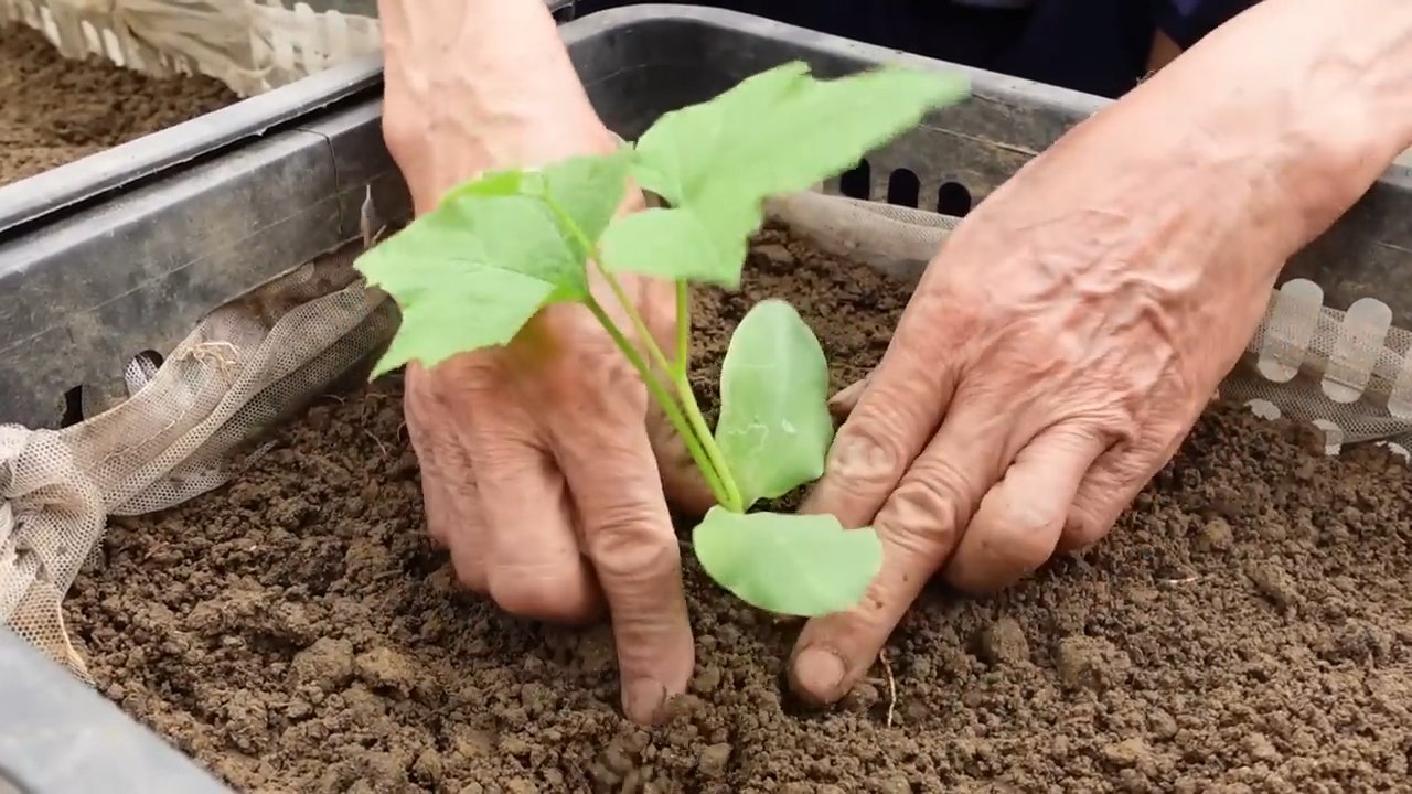 Luffa Gurke selber anbauen