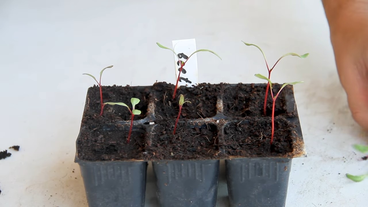 Rote Bete Indoor Anbauen