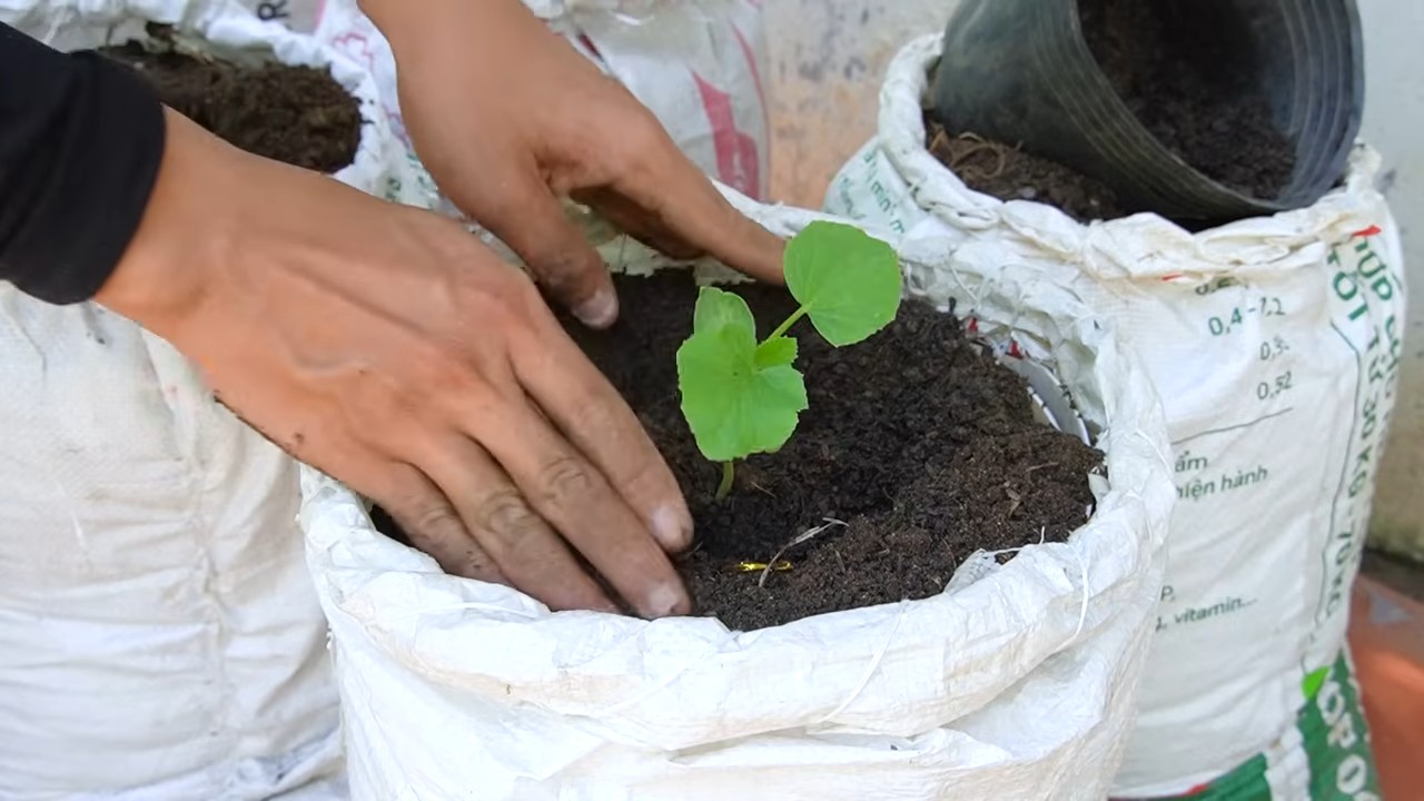 Cantaloupe Anbau im Pflanzsack