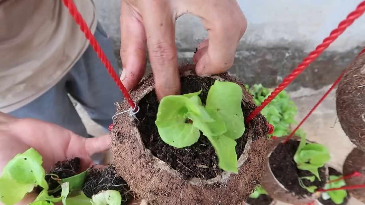Kokosnussschalen Salat anbauen