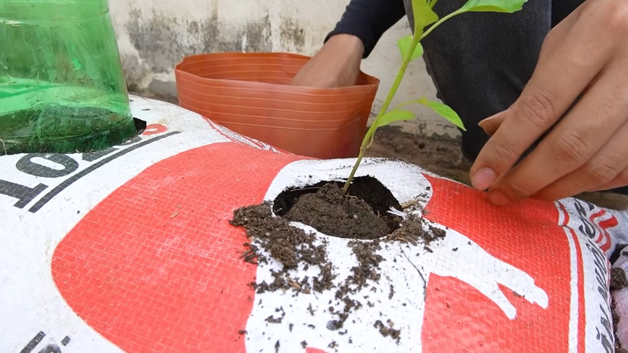 Chilischoten im Sack anbauen