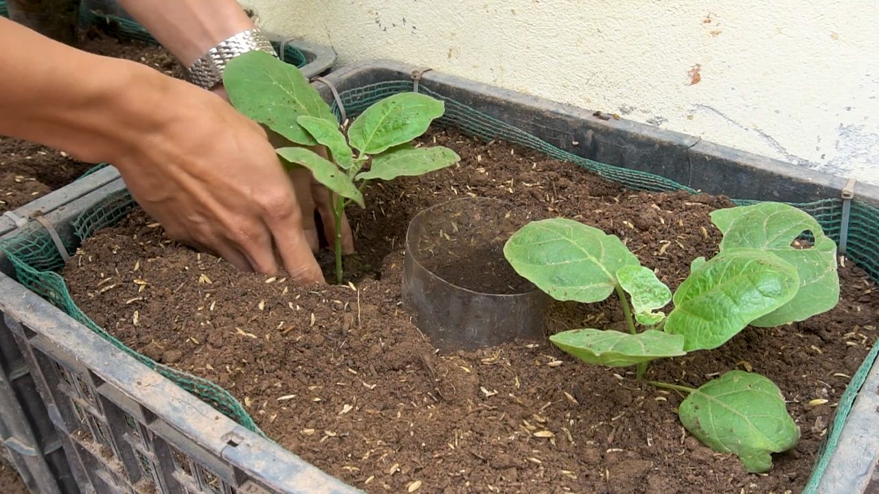 Auberginen Anbauen Tipps