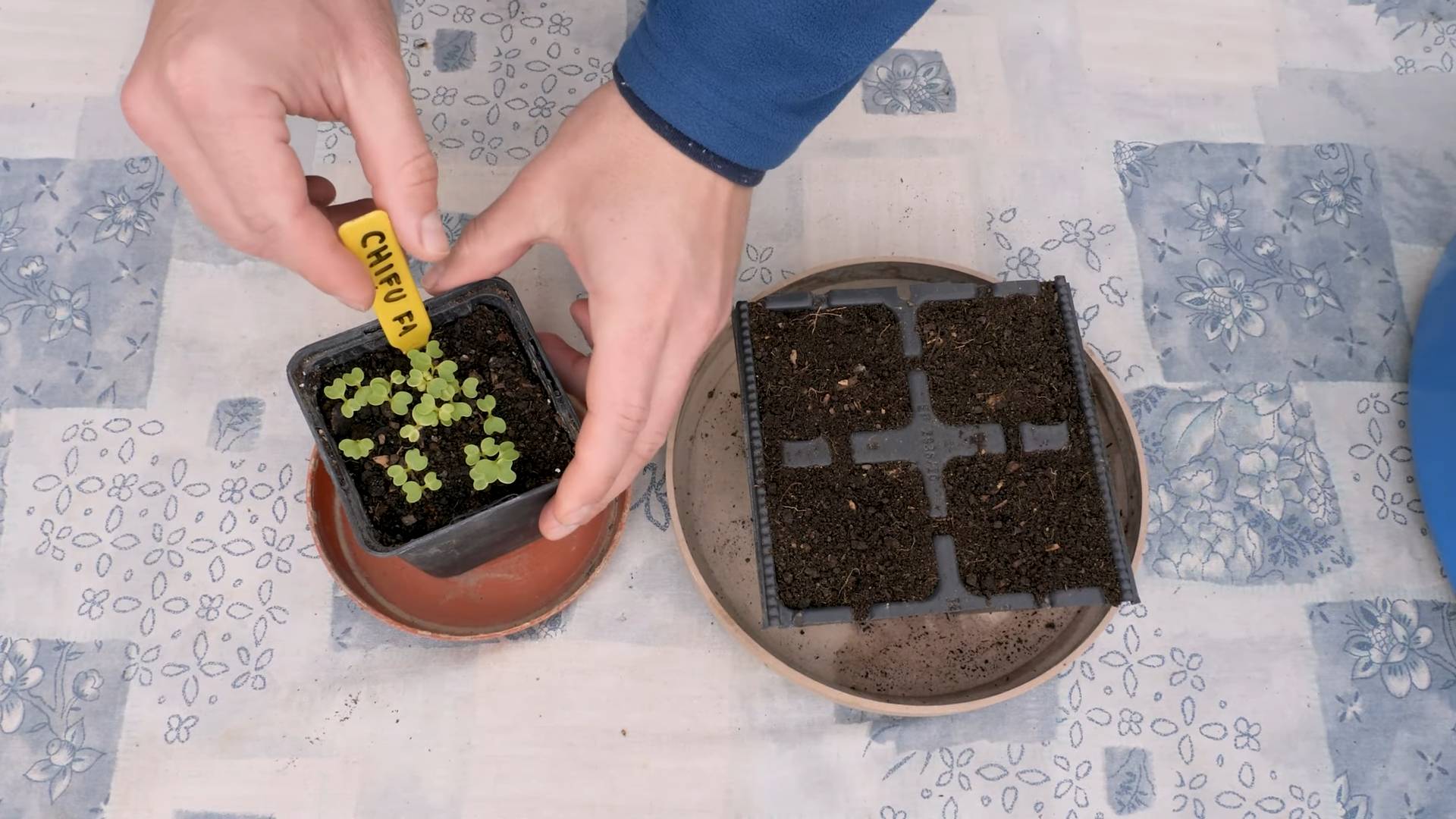Bok Choy Anbau für Anfänger