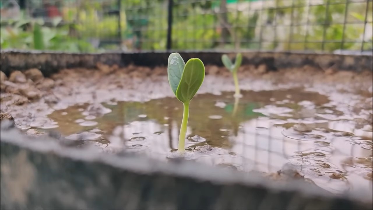 Flaschenkürbis Anbau Küche
