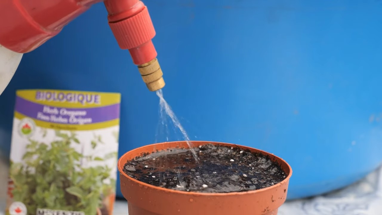 Oregano Anbau Innenbereich