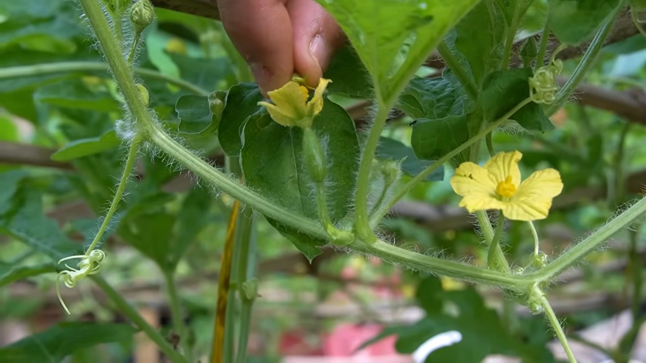 Wassermelonen Ernte Verzehnfachen