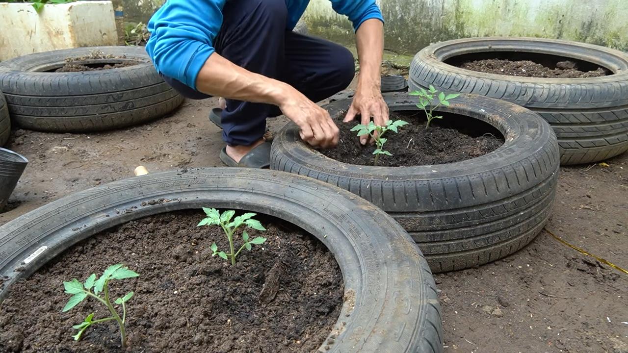 Tomaten Anbau Methoden