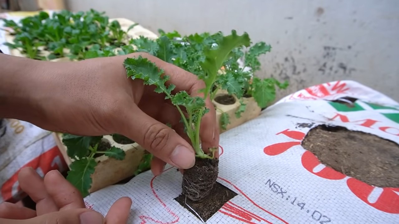 Kohl anbauen im Pflanzsack