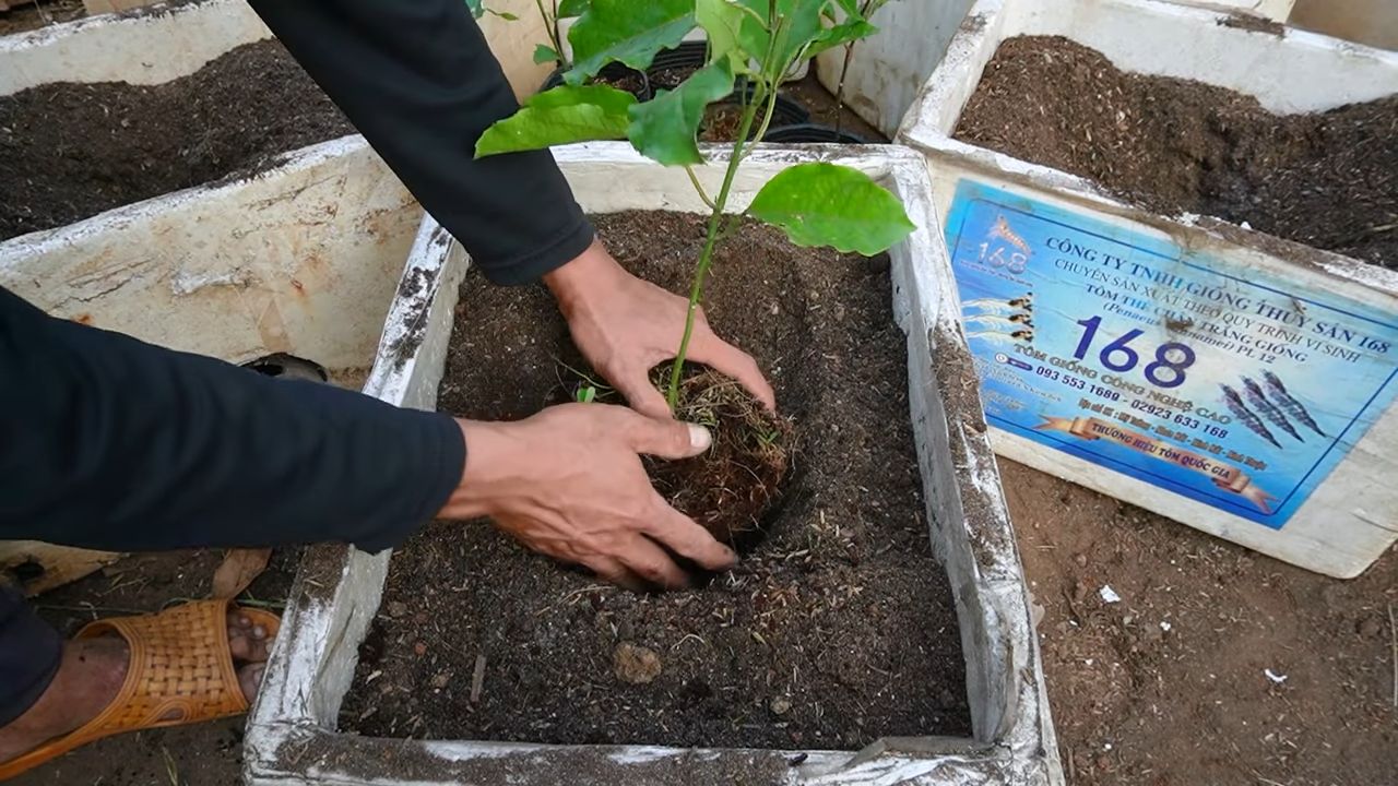 Passionsfrucht Anbau zu Hause