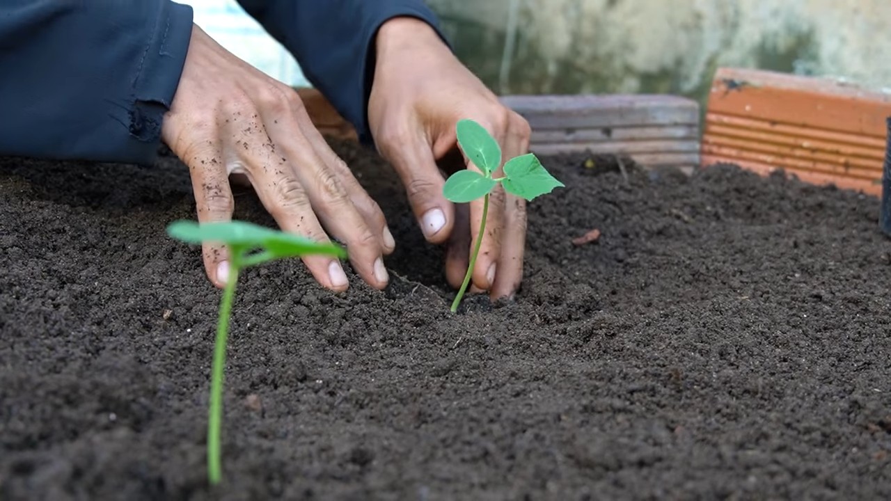 Kohl selber anbauen