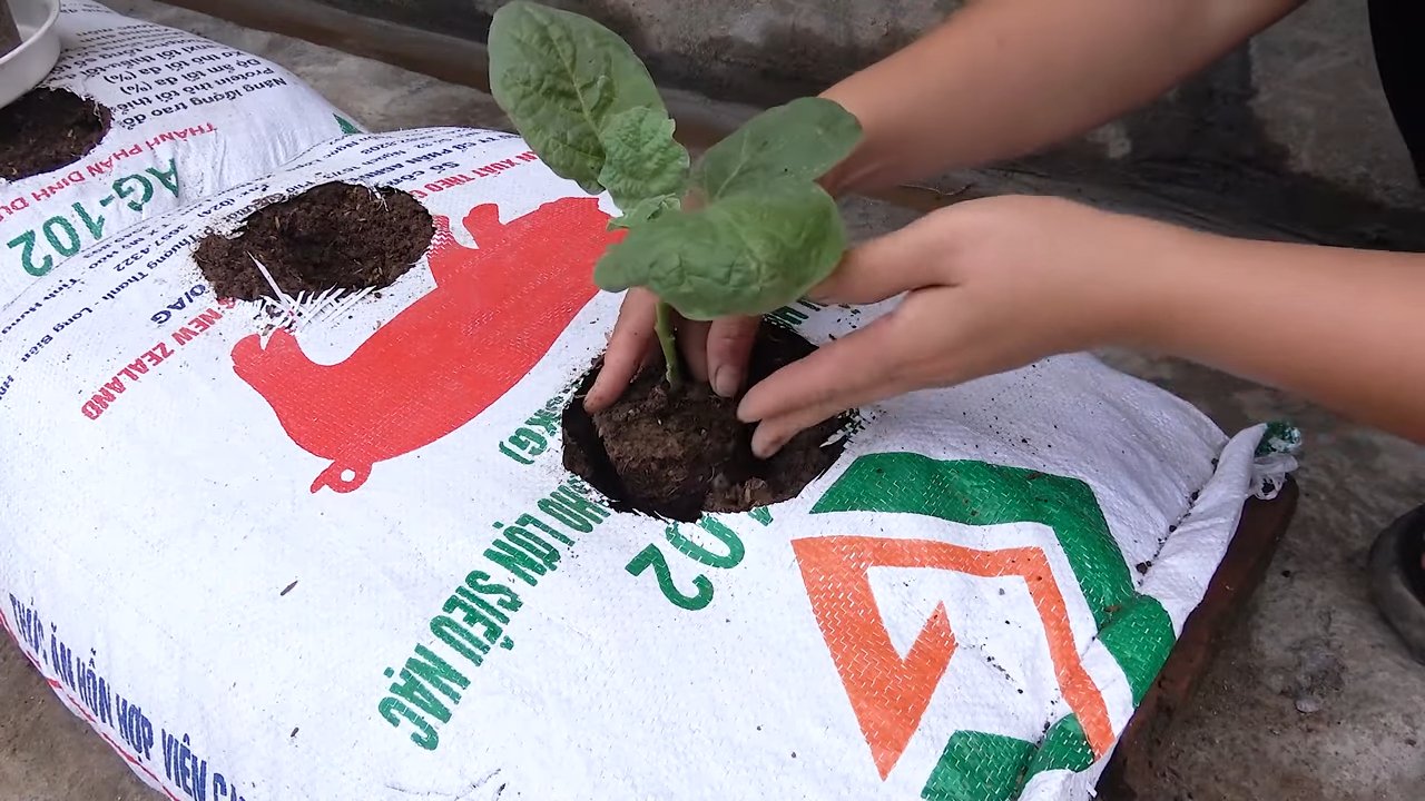 Auberginen anbauen leicht gemacht