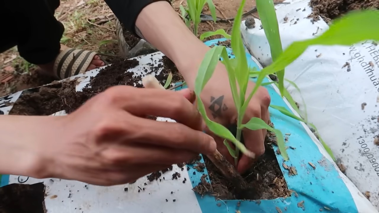 Mais Anbau im Pflanzsack