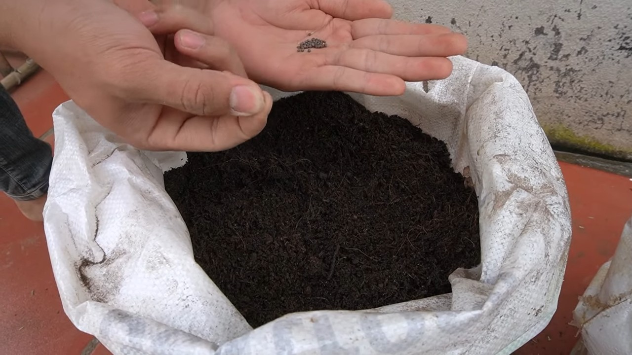 Kohl Anbau ohne Garten
