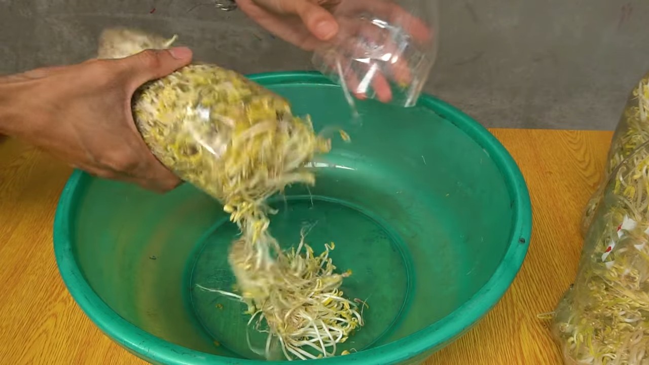Bohnensprossen ziehen DIY