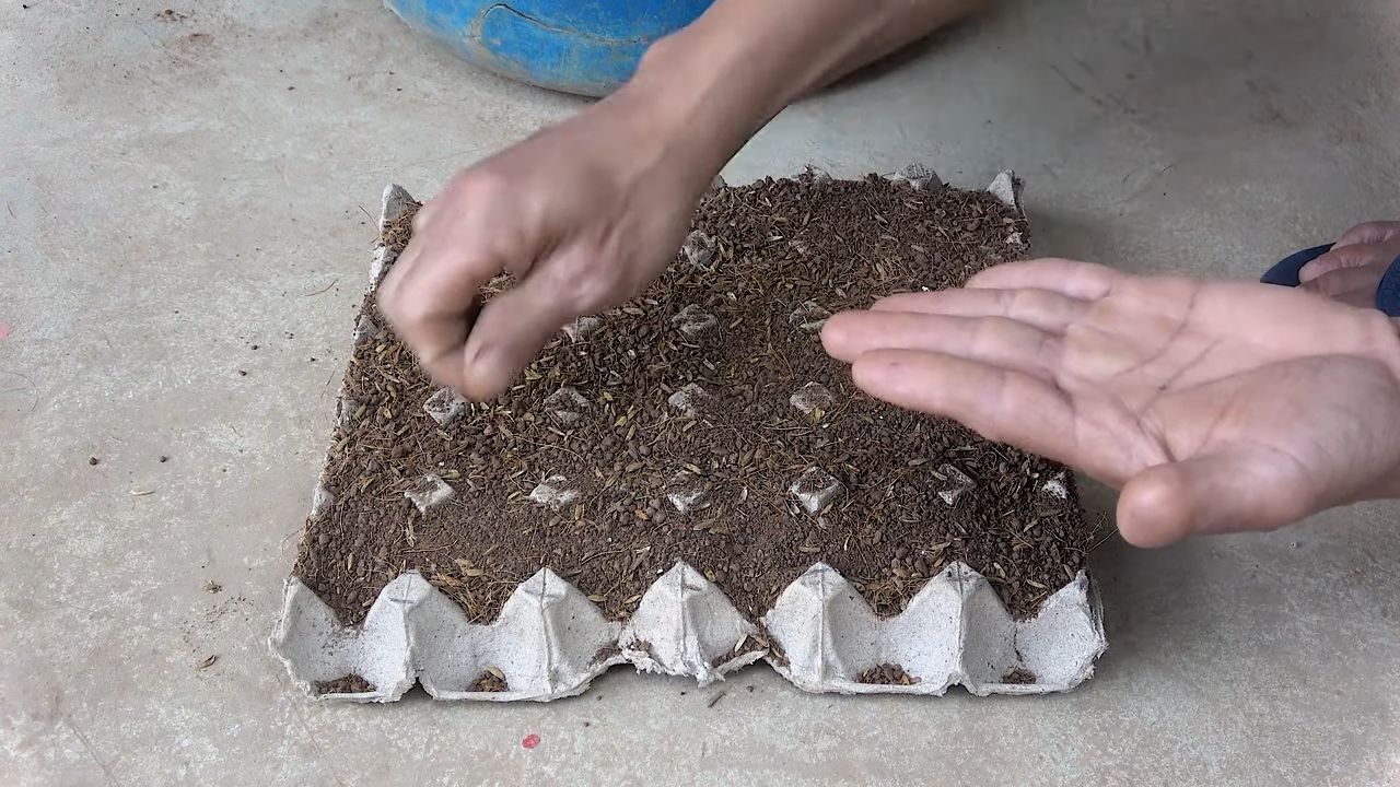 Rosenkohl zu Hause anbauen