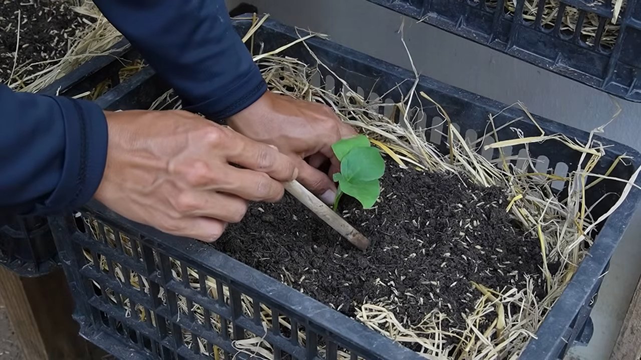 Auberginen Anbauen Tipps