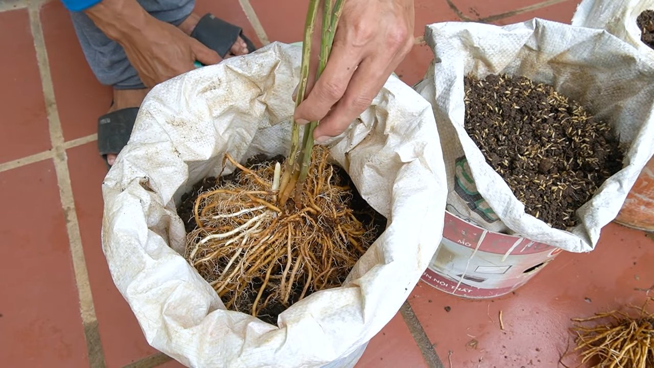 Spargel anbauen ganzjährig ernten