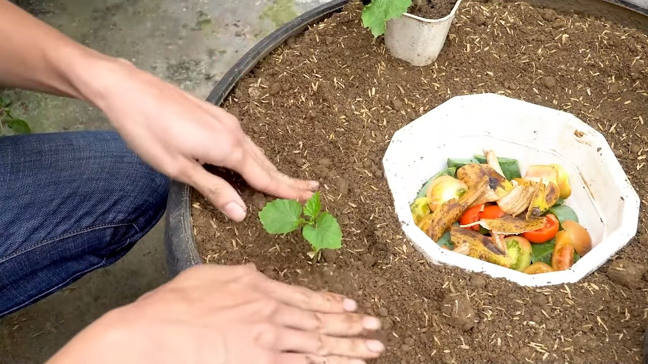 Bittergurke Anbau Ungewöhnliche Methode