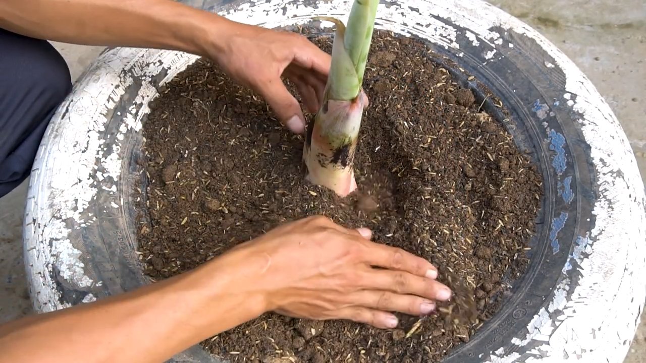 Bananen anbauen Erntejahr