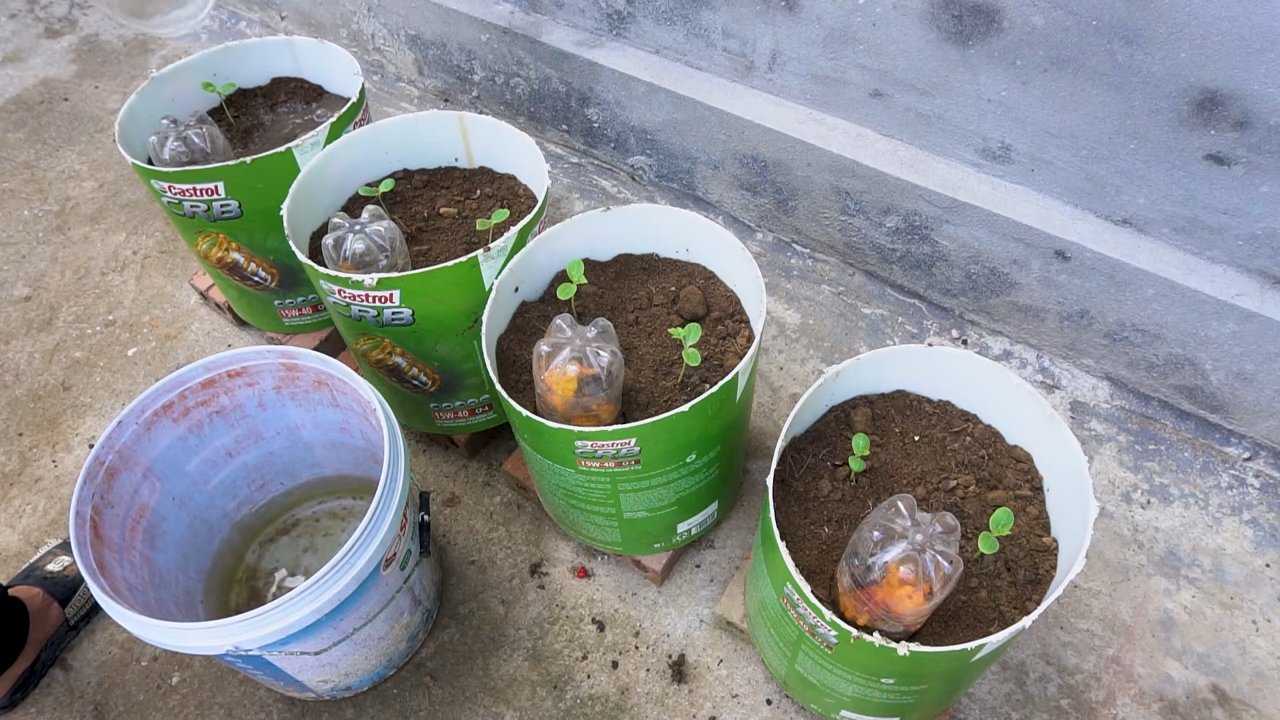 Wassermelone selbst anbauen