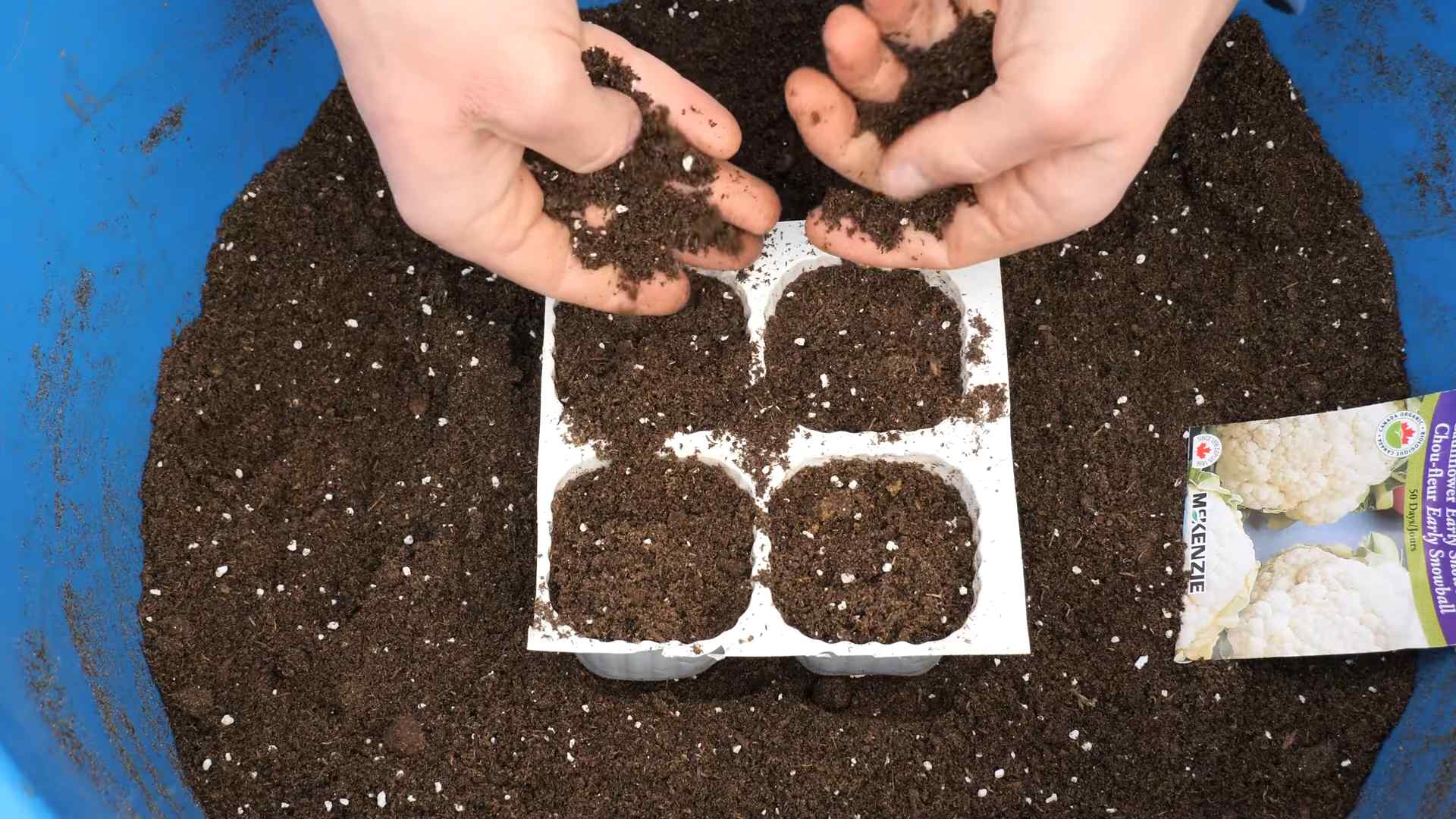 Riesenkohl im Topf anbauen
