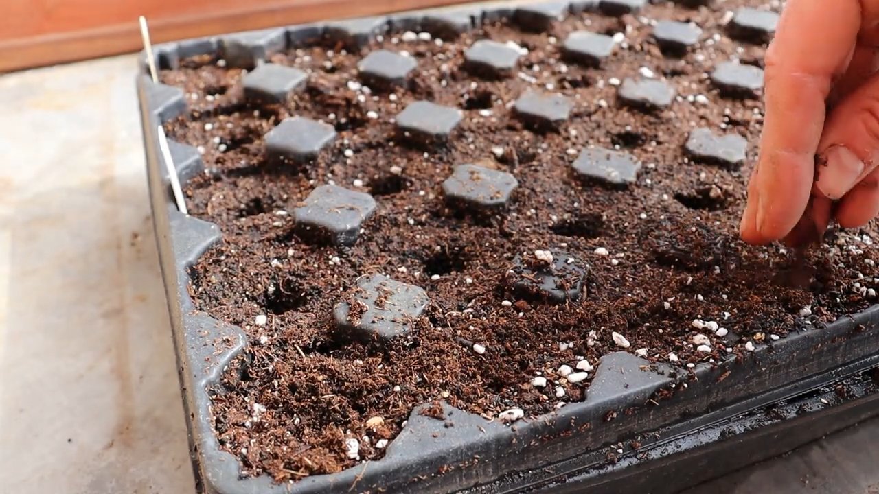 Küchenfenchel Anbau für Anfänger